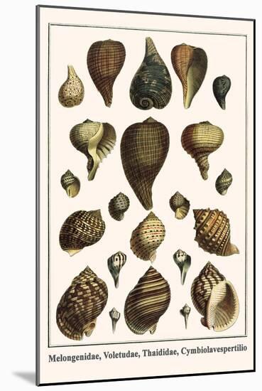 Melongenidae, Voletudae, Thaididae, Cymbiolavespertilio-Albertus Seba-Mounted Art Print