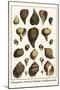 Melongenidae, Voletudae, Thaididae, Cymbiolavespertilio-Albertus Seba-Mounted Art Print