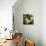 Melons-David Munns-Premium Photographic Print displayed on a wall