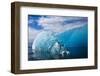 Melting Blue Iceberg, Alaska-Paul Souders-Framed Photographic Print