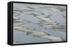 Melting Sea Ice-DLILLC-Framed Stretched Canvas