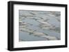 Melting Sea Ice-DLILLC-Framed Photographic Print