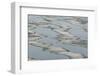 Melting Sea Ice-DLILLC-Framed Photographic Print