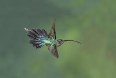 Tufted Coquette Hummingbird (Lophornis Ornatus) Hummingbird Adult Male Perched-Melvin Grey-Photographic Print