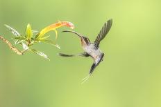 Violet Sabrewing Hummingbird (Campylopterus Hemileucurus) Hummingbird Male Flying-Melvin Grey-Framed Photographic Print