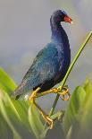 Violet Sabrewing Hummingbird (Campylopterus Hemileucurus) Hummingbird Male Flying-Melvin Grey-Photographic Print