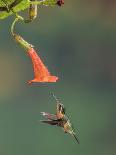 Variable Sunbird (Nectarinia Venusta) Adult Male on Hibiscus Flower, Nairobi, Kenya-Melvin Grey-Stretched Canvas