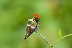 Tufted Coquette Hummingbird (Lophornis Ornatus) Hummingbird Adult Male Perched-Melvin Grey-Photographic Print