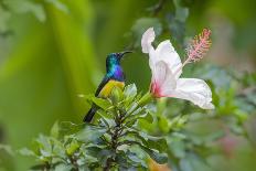 Green Hermit hummingbird, lowland rainforest, Costa Rica-Melvin Grey-Photographic Print