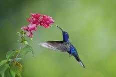 Violet Sabrewing Hummingbird (Campylopterus Hemileucurus) Hummingbird Male Flying-Melvin Grey-Framed Photographic Print