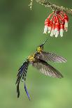 Tufted Coquette Hummingbird (Lophornis Ornatus) Hummingbird Adult Male Perched-Melvin Grey-Photographic Print