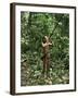 Member of the Penan Tribe with Blowpipe, Mulu Expedition, Sarawak, Island of Borneo, Malaysia-Robin Hanbury-tenison-Framed Premium Photographic Print