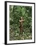 Member of the Penan Tribe with Blowpipe, Mulu Expedition, Sarawak, Island of Borneo, Malaysia-Robin Hanbury-tenison-Framed Premium Photographic Print