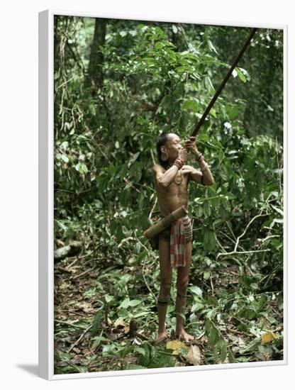 Member of the Penan Tribe with Blowpipe, Mulu Expedition, Sarawak, Island of Borneo, Malaysia-Robin Hanbury-tenison-Framed Photographic Print