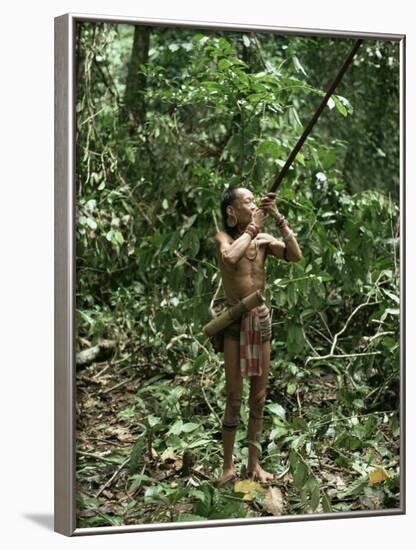 Member of the Penan Tribe with Blowpipe, Mulu Expedition, Sarawak, Island of Borneo, Malaysia-Robin Hanbury-tenison-Framed Photographic Print