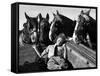 Member of the Women's Land Army a Sleep in the Back of a Hay Cart While the Horses Look On-null-Framed Stretched Canvas