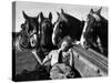 Member of the Women's Land Army a Sleep in the Back of a Hay Cart While the Horses Look On-null-Stretched Canvas