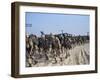 Members of 82nd Airborne-Pool-Framed Premium Photographic Print