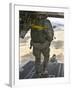 Members of the 820th Red Horse Squadron Jump from a CH-47 Chinook-Stocktrek Images-Framed Photographic Print