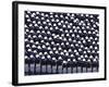 Members of the U.S. Air Force Academy-Stocktrek Images-Framed Photographic Print