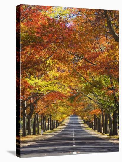 Memorial Avenue in Autumn, Mount Macedon, Victoria, Australia, Pacific-Schlenker Jochen-Stretched Canvas