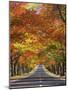 Memorial Avenue in Autumn, Mount Macedon, Victoria, Australia, Pacific-Schlenker Jochen-Mounted Photographic Print