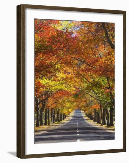 Memorial Avenue in Autumn, Mount Macedon, Victoria, Australia, Pacific-Schlenker Jochen-Framed Photographic Print