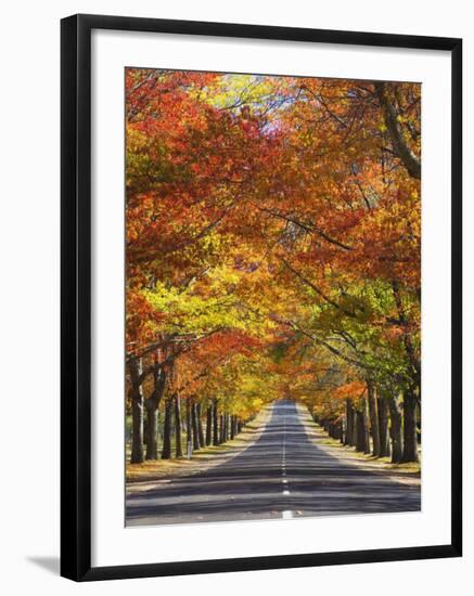 Memorial Avenue in Autumn, Mount Macedon, Victoria, Australia, Pacific-Schlenker Jochen-Framed Photographic Print