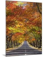 Memorial Avenue in Autumn, Mount Macedon, Victoria, Australia, Pacific-Schlenker Jochen-Mounted Photographic Print