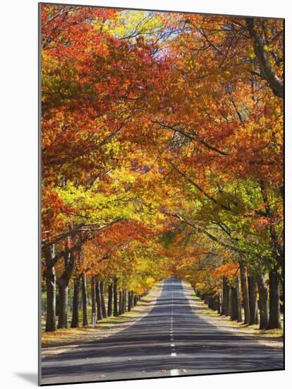 Memorial Avenue in Autumn, Mount Macedon, Victoria, Australia, Pacific-Schlenker Jochen-Mounted Photographic Print