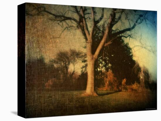 Memories of a Tree-Robert Cattan-Stretched Canvas