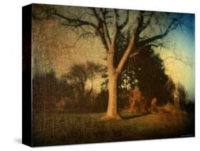 Memories of a Tree-Robert Cattan-Stretched Canvas