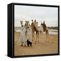 Men and Camels with Saddles, Algerian Desert-null-Framed Stretched Canvas