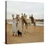 Men and Camels with Saddles, Algerian Desert-null-Stretched Canvas