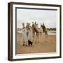 Men and Camels with Saddles, Algerian Desert-null-Framed Photo