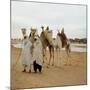 Men and Camels with Saddles, Algerian Desert-null-Mounted Photo