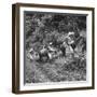 Men and Pack Animals Climbing a Steep Hill-null-Framed Photographic Print