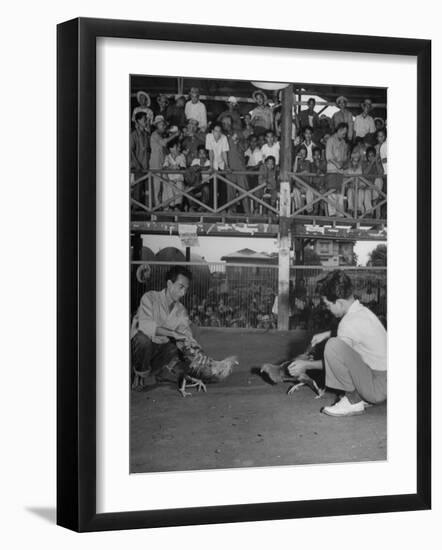 Men and their Birds Participating in Cock Fighting-null-Framed Photographic Print