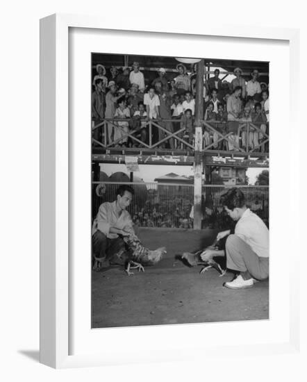 Men and their Birds Participating in Cock Fighting-null-Framed Photographic Print