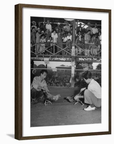 Men and their Birds Participating in Cock Fighting-null-Framed Photographic Print