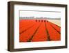 Men are Removing Wrong Bulbs from the Field-Colette2-Framed Photographic Print