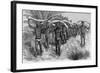 Men Bearing Elephant Tusks on Heads-null-Framed Giclee Print