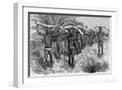 White Frame