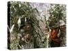 Men Carrying Corn, Cuzco, Peru, South America-Oliviero Olivieri-Stretched Canvas