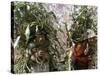 Men Carrying Corn, Cuzco, Peru, South America-Oliviero Olivieri-Stretched Canvas