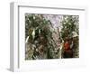 Men Carrying Corn, Cuzco, Peru, South America-Oliviero Olivieri-Framed Photographic Print