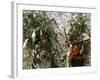 Men Carrying Corn, Cuzco, Peru, South America-Oliviero Olivieri-Framed Photographic Print