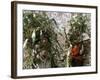 Men Carrying Corn, Cuzco, Peru, South America-Oliviero Olivieri-Framed Photographic Print