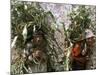 Men Carrying Corn, Cuzco, Peru, South America-Oliviero Olivieri-Mounted Photographic Print