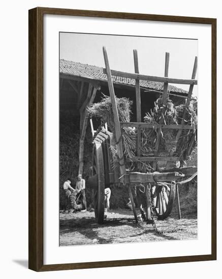 Men Constructing a Wheat Wreath Behind a Wheat Filled Wagon During the Harvest Season-Hans Wild-Framed Photographic Print